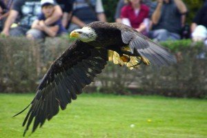 Ein Adler schwingt sich, während einer Flugshow im Vogelpark Marlow, gekonnt durch die Lüfte.