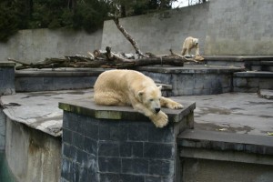 Die Eisbären im Rostocker Zoo erhalten mit dem Polarium ein neues Zuhause.