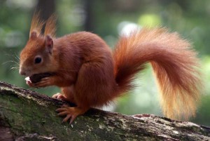 Eichhörnchen im Natur- und Umweltpark Güstrow