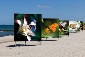 Bilder von Schmetterlingen am Zingster Strand.